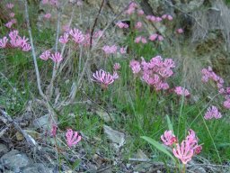 Nerine